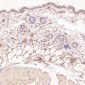 Anti-NAK/TBK1 (N-term) Rabbit Monoclonal Antibody